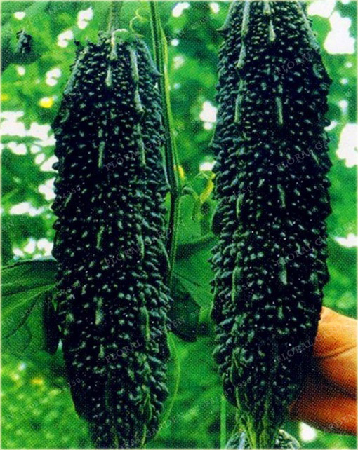 Gurda Black Pearl warzywo tykwa jadalna pełna witamin!