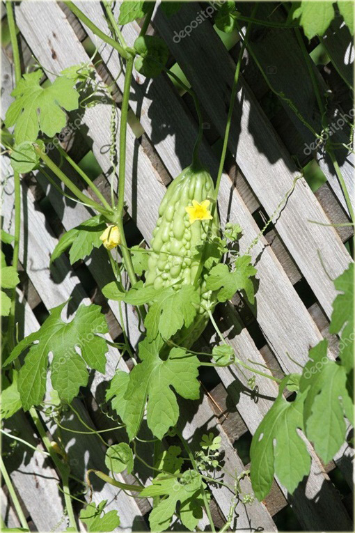 Gurda Black Pearl warzywo tykwa jadalna pełna witamin!