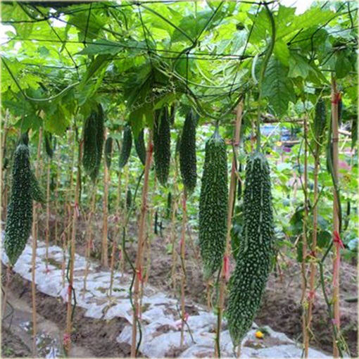 Gurda Black Pearl warzywo tykwa jadalna pełna witamin!