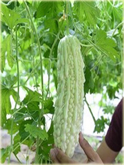 Gurda Black Pearl warzywo tykwa jadalna pełna witamin!