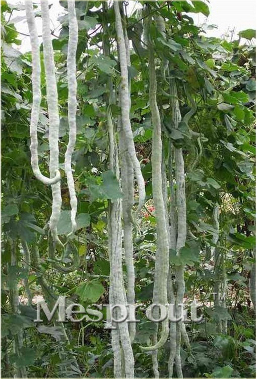 Gurdlina ogórkowata jadalne warzywo smaczne