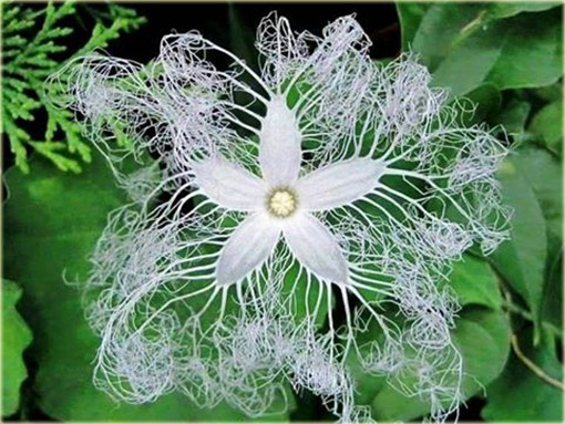 Gurdlina ogórkowata jadalne warzywo smaczne