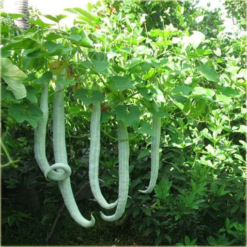 Gurdlina ogórkowata jadalne warzywo smaczne