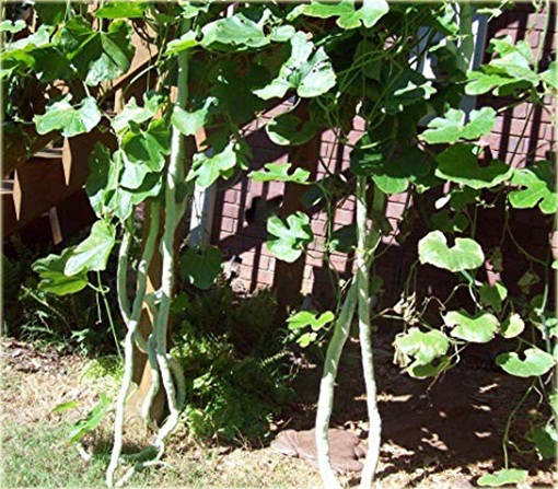 Gurdlina ogórkowata jadalne warzywo smaczne