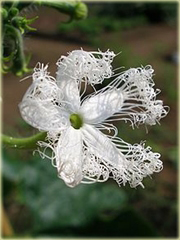 Gurdlina ogórkowata jadalne warzywo smaczne