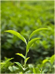 Herbata chińska zielona oryginalna
