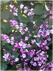 Hiacynt pnący Majestic hiacynt różowe kwiaty pnącze
