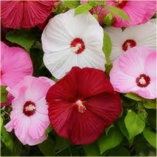 Hibiskus bagienny mix