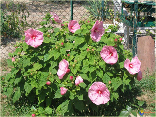 Hibiskus bagienny mix