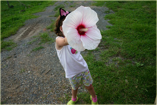 Hibiskus bagienny mix