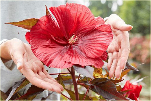 Hibiskus bagienny mix