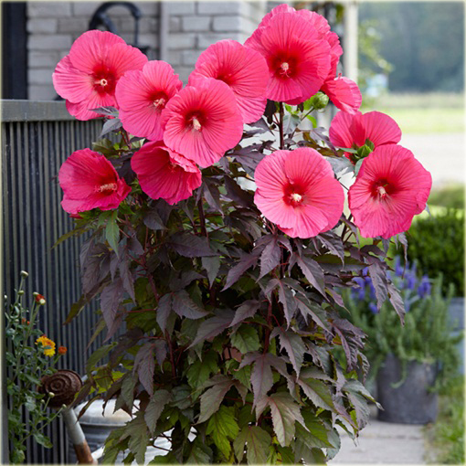 Hibiskus bagienny mix