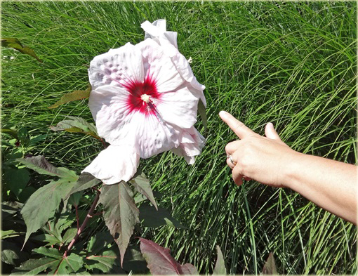 Hibiskus bagienny mix