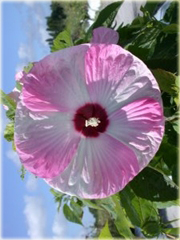Hibiskus bagienny mix
