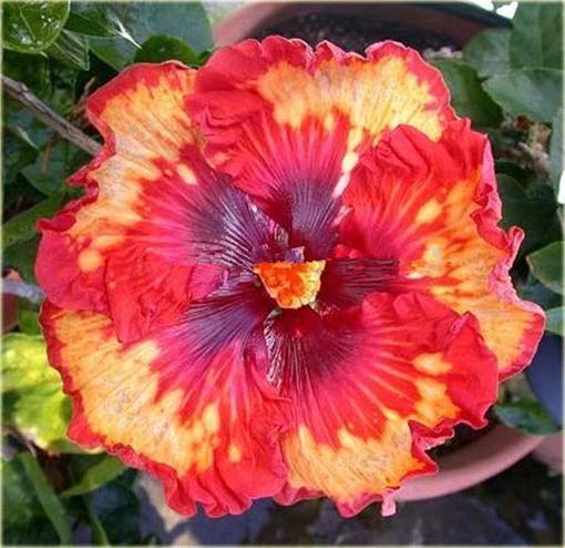 Hibiskus, ketmia czerwono-żółta