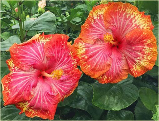Hibiskus, ketmia czerwono-żółta