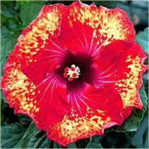 Hibiskus, ketmia czerwono-żółta