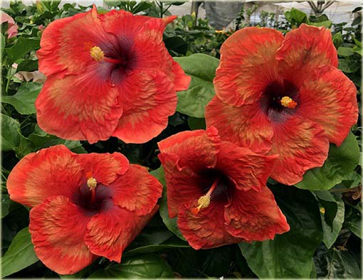 Hibiskus, ketmia czerwono-żółta