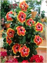Hibiskus, ketmia czerwono-żółta
