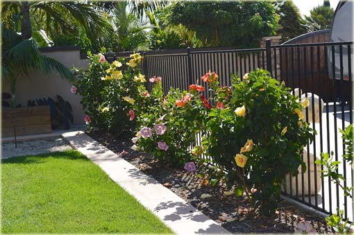 Hibiskus, ketmia lila-róż