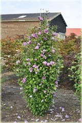 Hibiskus, ketmia lila-róż
