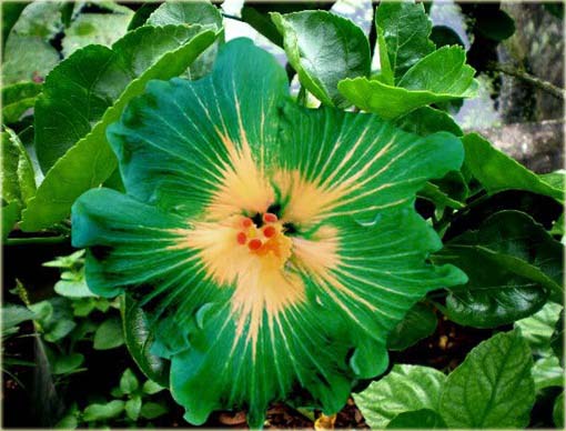 Hibiskus, ketmia zielona