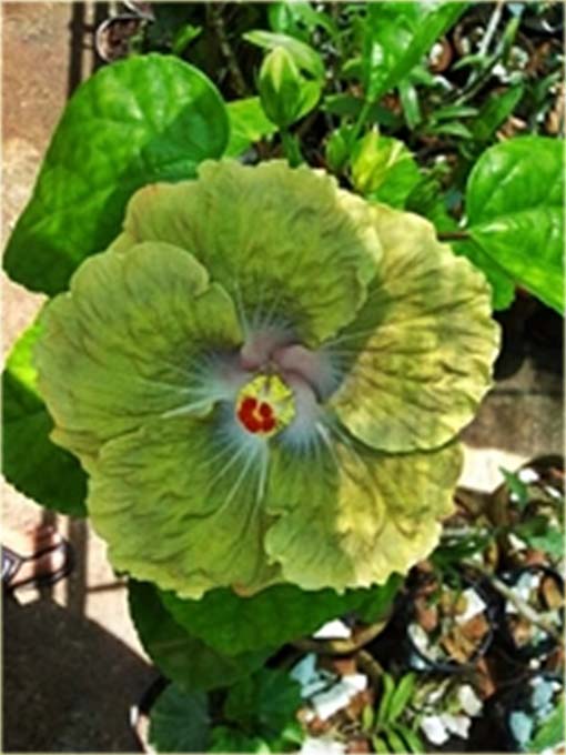 Hibiskus, ketmia zielona