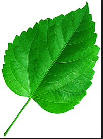 Hibiskus, ketmia zielona
