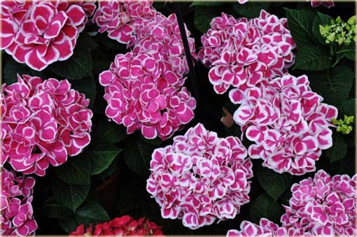 Hortensja bukietowa różowa z białym brzegiem