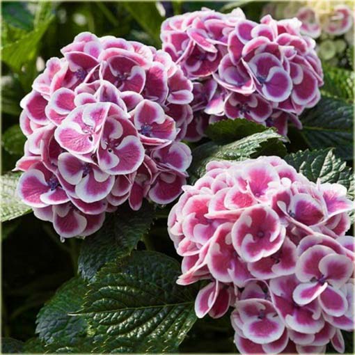 Hortensja bukietowa różowa z białym brzegiem