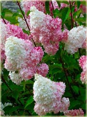 Hortensja bukietowa waniliowo-truskawkowa
