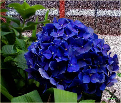 Hortensja ciemnoniebieska