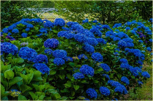 Hortensja ciemnoniebieska
