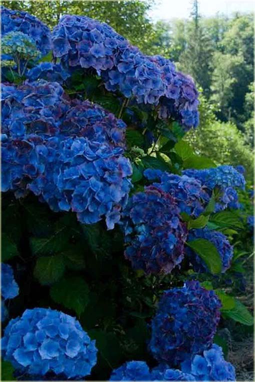 Hortensja ciemnoniebieska