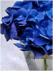 Hortensja ciemnoniebieska
