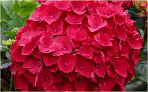 Hortensja czerwona fryzowana