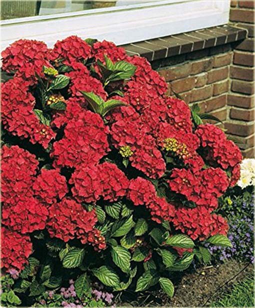 Hortensja czerwona fryzowana