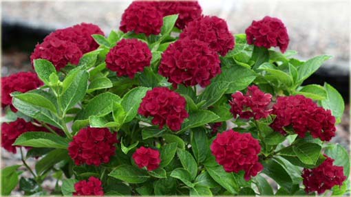 Hortensja czerwona fryzowana