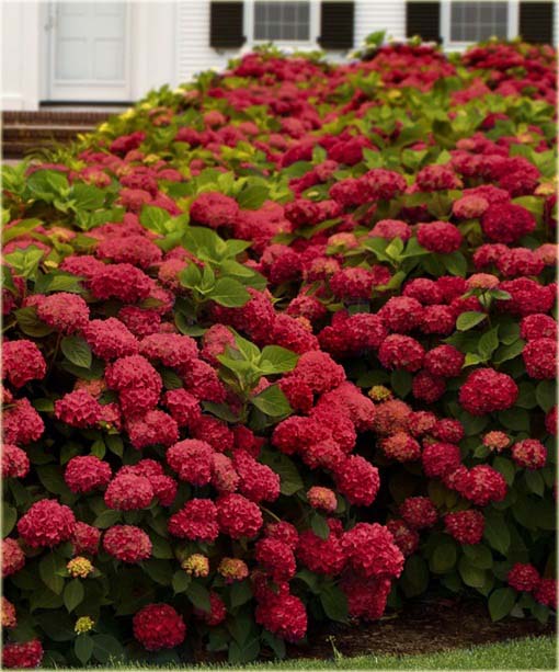 Hortensja czerwona fryzowana