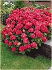 Hortensja czerwona fryzowana
