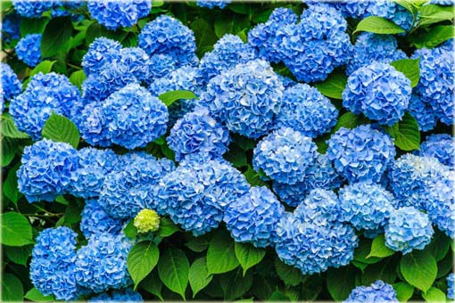 Hortensja niebieska