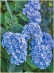 Hortensja niebieska
