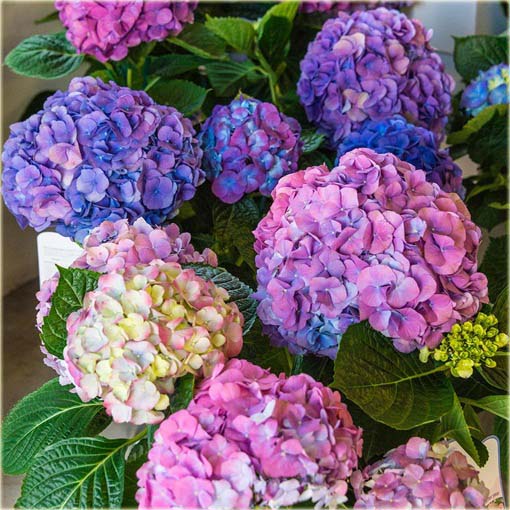 Hortensja niebiesko-różowa