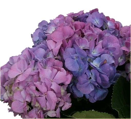 Hortensja niebiesko-różowa