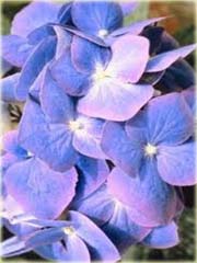 Hortensja niebiesko-różowa
