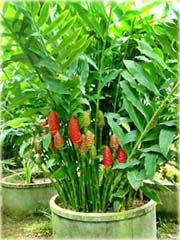 Imbir lekarski, zingiber
