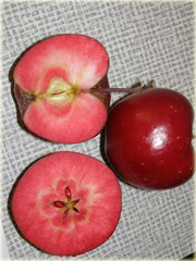 Jabłko czerwony miąższ, jabłoń czerwona
