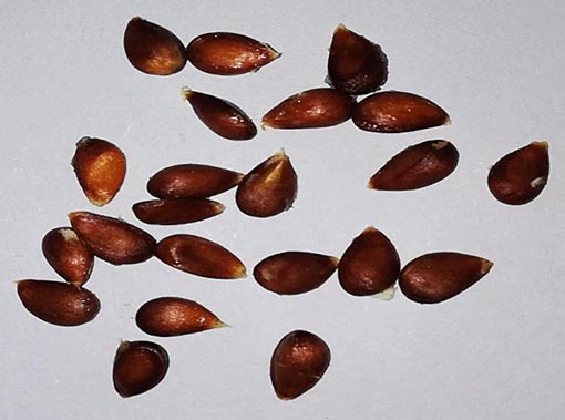 Nasiona Jabłoń rajska ozdobna, Malus pumila