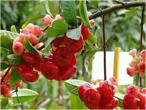 Jabłoń Rose, Czapetka samarangijska