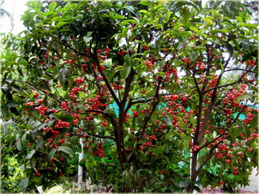 Jabłoń Rose, Czapetka samarangijska